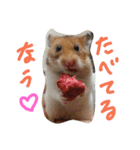 ハムスターのスナ（個別スタンプ：1）