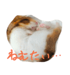 ハムスターのスナ（個別スタンプ：18）