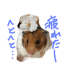 ハムスターのスナ（個別スタンプ：19）