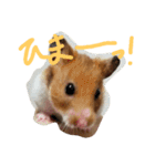 ハムスターのスナ（個別スタンプ：20）
