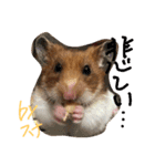 ハムスターのスナ（個別スタンプ：23）