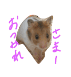 ハムスターのスナ（個別スタンプ：26）