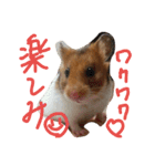 ハムスターのスナ（個別スタンプ：28）