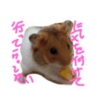 ハムスターのスナ（個別スタンプ：29）