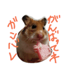 ハムスターのスナ（個別スタンプ：31）