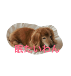 愛棒犬ティアラの一日（個別スタンプ：1）
