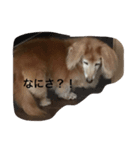 愛棒犬ティアラの一日（個別スタンプ：2）