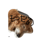愛棒犬ティアラの一日（個別スタンプ：3）