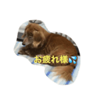 愛棒犬ティアラの一日（個別スタンプ：4）