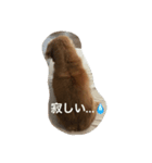 愛棒犬ティアラの一日（個別スタンプ：5）