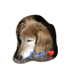 愛棒犬ティアラの一日（個別スタンプ：6）