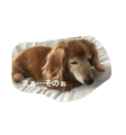 愛棒犬ティアラの一日（個別スタンプ：7）