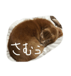 愛棒犬ティアラの一日（個別スタンプ：8）