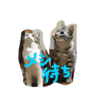 shironico2（個別スタンプ：8）