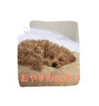 ペット'Olina'マルプ-の生活（個別スタンプ：1）