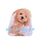 ペット'Olina'マルプ-の生活（個別スタンプ：3）