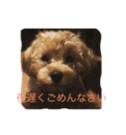 ペット'Olina'マルプ-の生活（個別スタンプ：16）