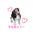 sticker   momo（個別スタンプ：1）