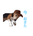 sticker   momo（個別スタンプ：4）