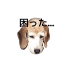 sticker   momo（個別スタンプ：6）