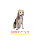 sticker   momo（個別スタンプ：7）
