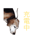 sticker   momo（個別スタンプ：14）