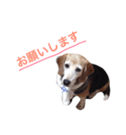 sticker   momo（個別スタンプ：15）