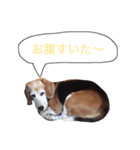 sticker   momo（個別スタンプ：19）