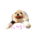 まめしゃん1（個別スタンプ：3）