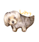 まめしゃん1（個別スタンプ：4）
