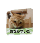 臆病者のツンデレライくん（個別スタンプ：5）