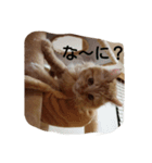 臆病者のツンデレライくん（個別スタンプ：6）