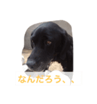 くろラブ（個別スタンプ：5）