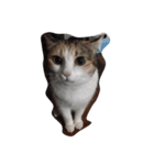 meemeethv2（個別スタンプ：1）