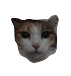 meemeethv2（個別スタンプ：2）