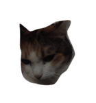 meemeethv2（個別スタンプ：3）