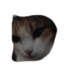 meemeethv2（個別スタンプ：4）