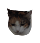 meemeethv2（個別スタンプ：5）