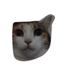 meemeethv2（個別スタンプ：6）