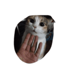 meemeethv2（個別スタンプ：7）