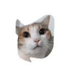meemeethv2（個別スタンプ：11）