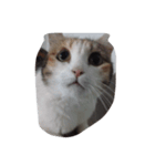 meemeethv2（個別スタンプ：12）