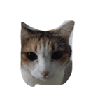 meemeethv2（個別スタンプ：13）
