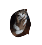 meemeethv2（個別スタンプ：14）