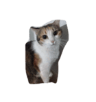 meemeethv2（個別スタンプ：15）