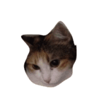 meemeeth（個別スタンプ：1）