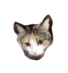 meemeeth（個別スタンプ：3）