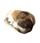 meemeeth（個別スタンプ：4）