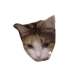 meemeeth（個別スタンプ：5）