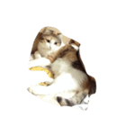 meemeeth（個別スタンプ：7）